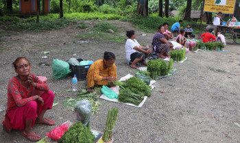 निउरो बेचेर दैनिक २ हजार आम्दानी